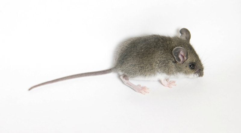 https://www.graduatepestsolutions.com/hubfs/Imported_Blog_Media/Mice-Pest.jpg#keepProtocol