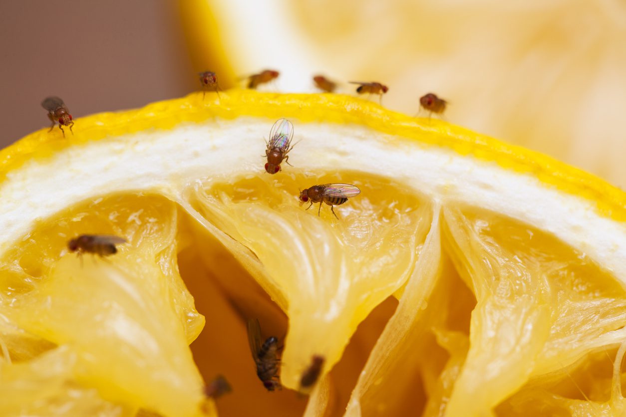 why-fruit-flies-are-invading-your-restaurant-and-how-to-get-rid-of