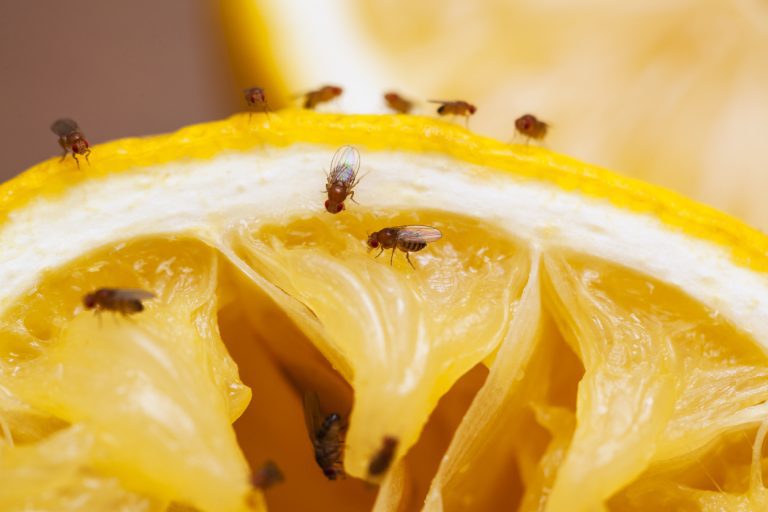 how-to-get-rid-of-fruit-flies-graduate-pest-solutions-inc