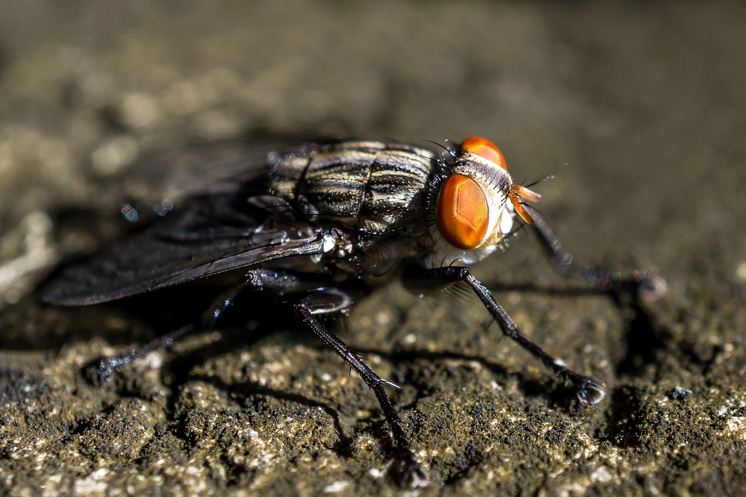 What are cluster flies and how do you get rid of a cluster fly infestation?